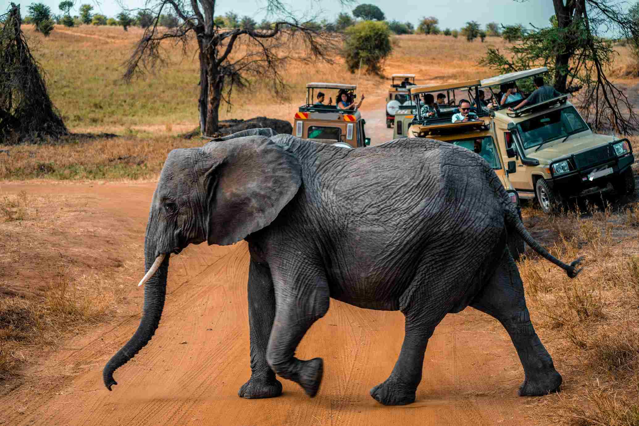 Tourists enjoying game drive during the 5 days masai mara safari