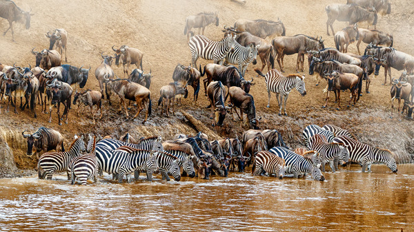 Migrating Wildebeest