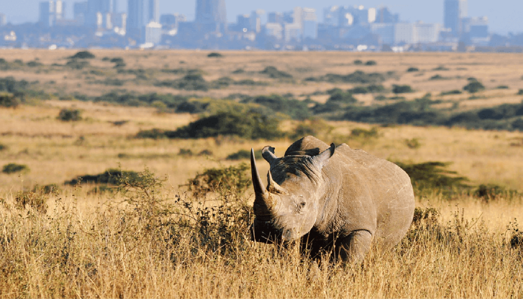 Nairobi national park tour