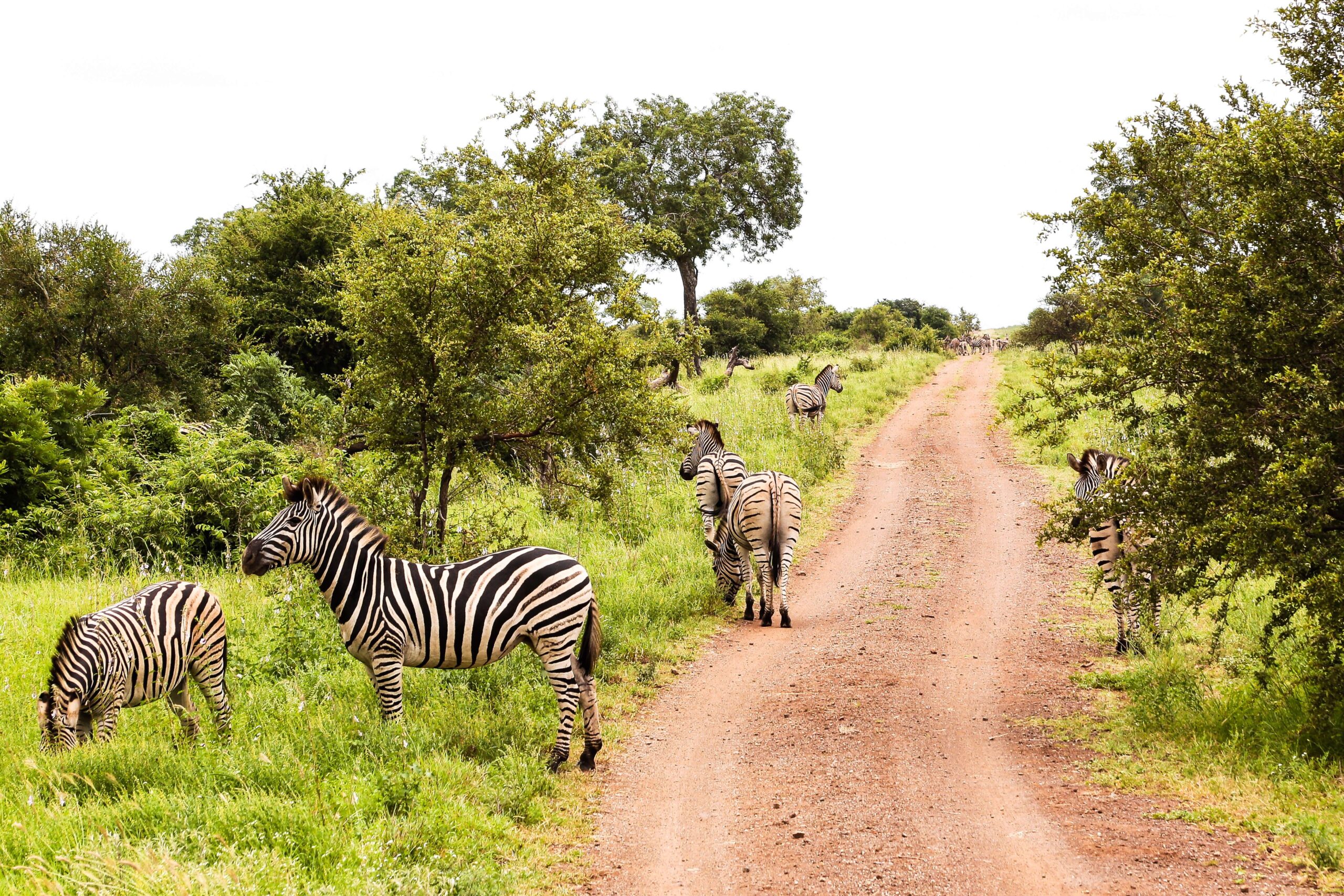 Zebra gazing at Tsavo west national park
