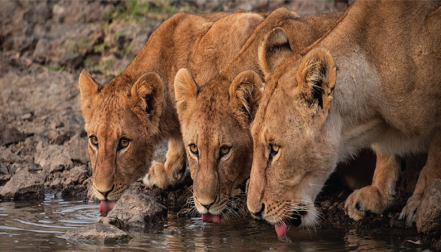 3 Days masai mara joining safari