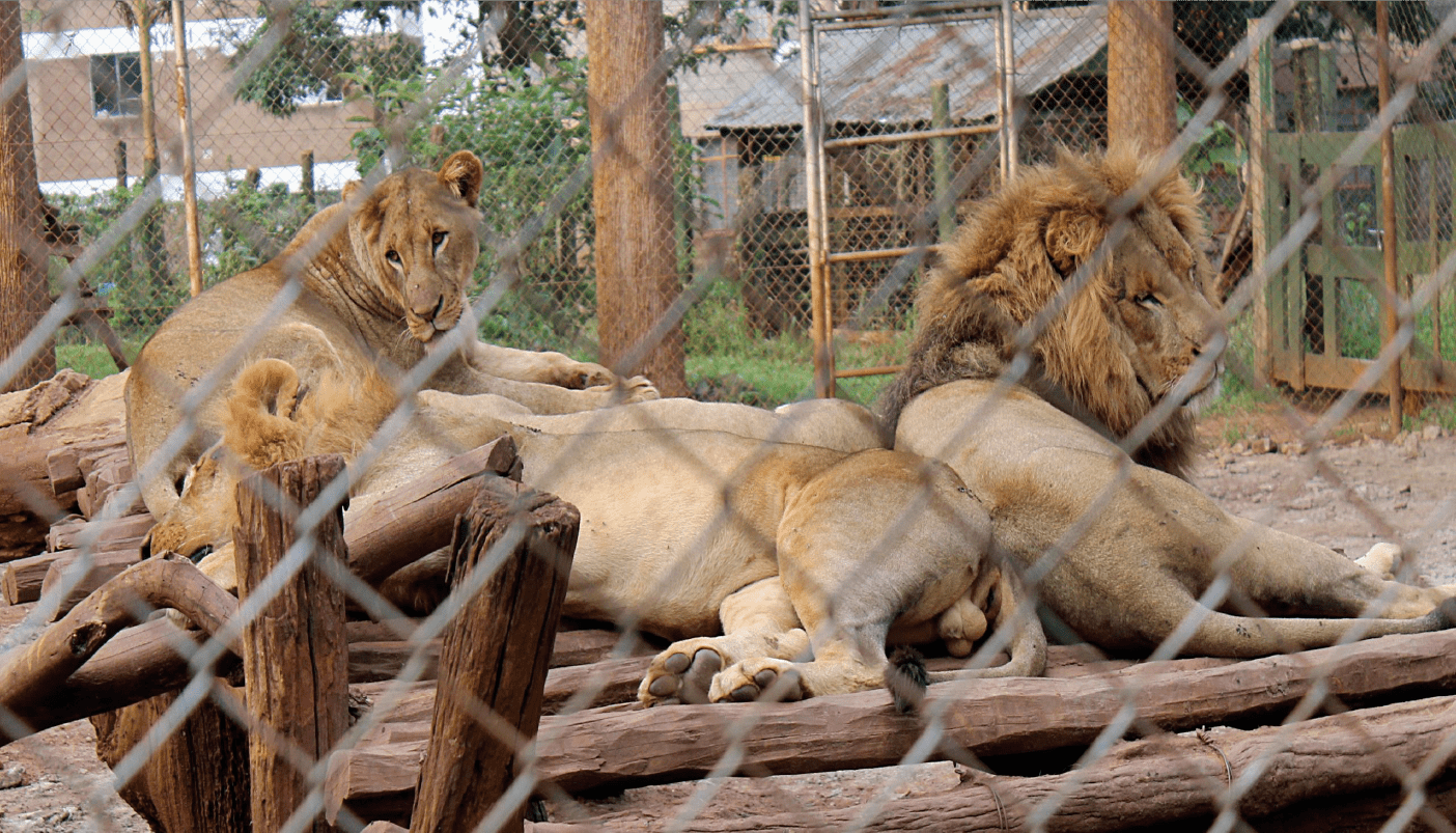 lion at the animal orphanage during the animal orphanage and Nairobi safariwalk tour