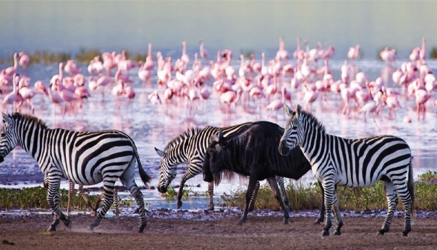 Zebra spotted at Lake Nakuru during the one day lake Nakuru safari
