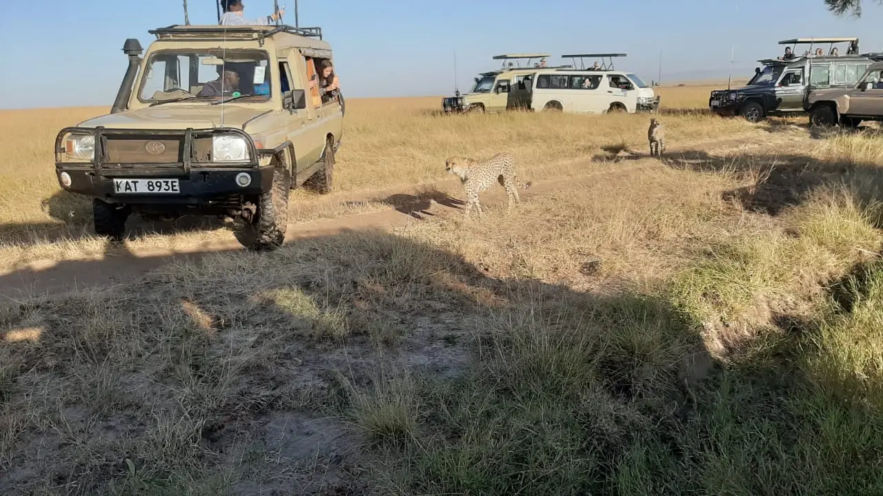 7 days masai mara lake nakuru and lake naivasha safari tinerary