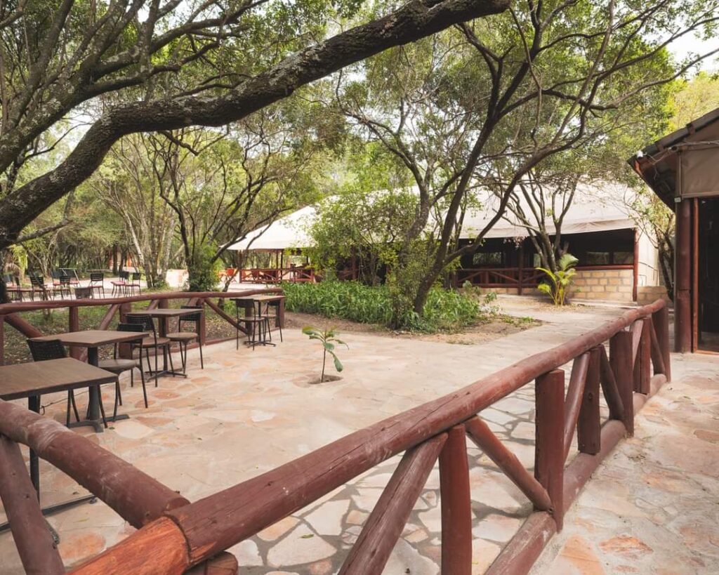 Migrating Wildebeest