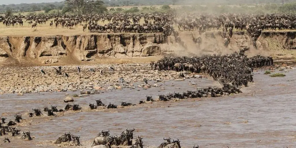 6 days wildebeest migration safari