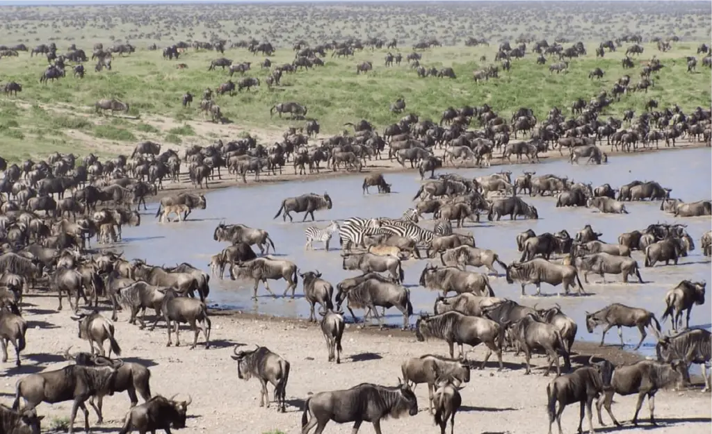 8 days wildebeest migration safari tour