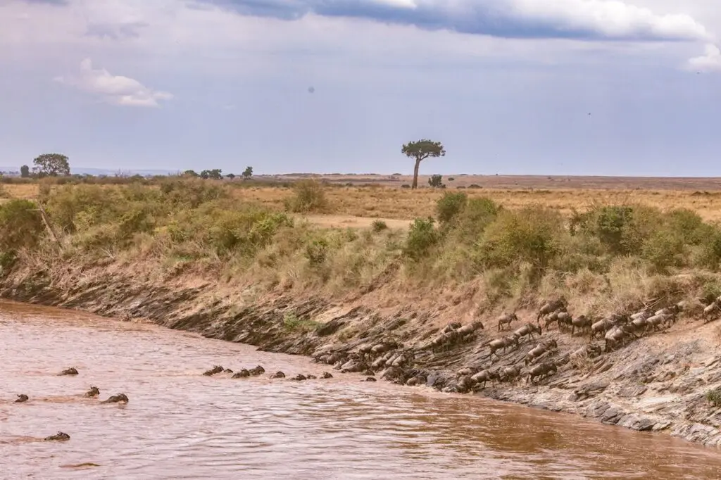 Wildebeest migration safari packages
