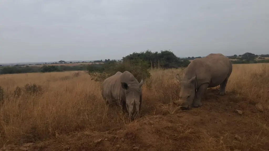 7 days kenya safari itinerary