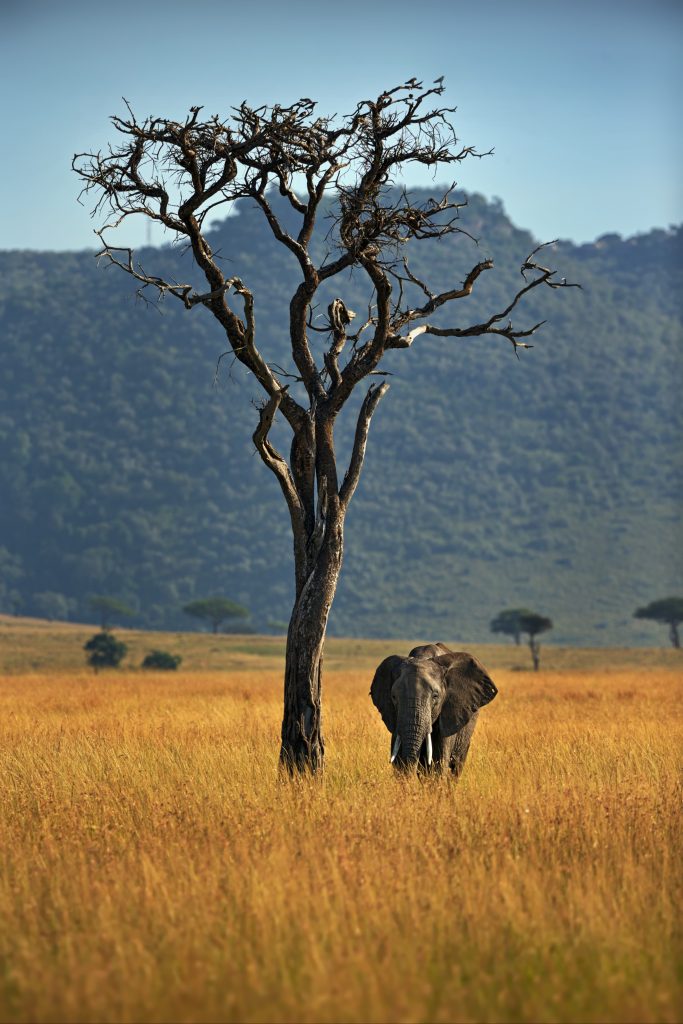 kenya safari from india